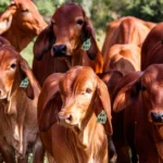 EU reanudará importaciones de ganado mexicano el 24 de agosto tras más de año y medio de restricción