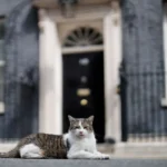 Larry, el gato de Downing Street, recibe a su séptimo primer ministro desde 2011