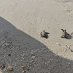 Armada de México protege eclosión de 200 tortugas marinas en Sabancuy