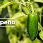 Investiga Ssa brote de salmonelosis vinculado a chiles jalapeños de Nuevo León y Sinaloa