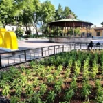 Jardín Hidalgo de Coyoacán atrae mariposas y aves tras convertirse en polinizador
