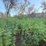 Destruyen 36 mil plantas de marihuana en cerro El Veladero tras denuncia ciudadana
