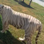 Aseguran 135 animales exóticos, incluidos tigres y jaguares, en cateos por huachicol en Tamaulipas