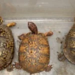 Jueza federal ordena prisión sin fianza para Georgina Bribiesca por tráfico de reptiles