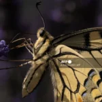 Estudio global indica que el 79% de los cambios en hábitat de mariposas se asocian al calentamiento global