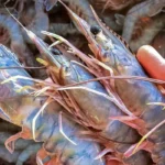 Productores acuícolas de Sinaloa alertan por desventaja ante camarón importado