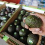 Estados Unidos reanuda parcialmente los envíos de aguacate desde México