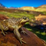 Leonardo DiCaprio alerta por riesgo de extinción de rana del Pehuenche ante proyecto eléctrico en Chile
